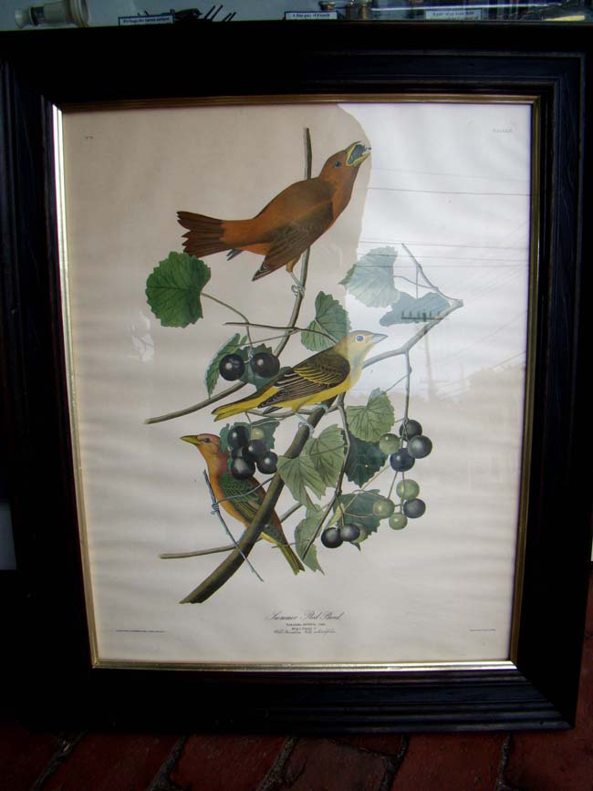A very nice John J. Audabon framed reprint of Summer Red Birds from the Havell edition — image 2